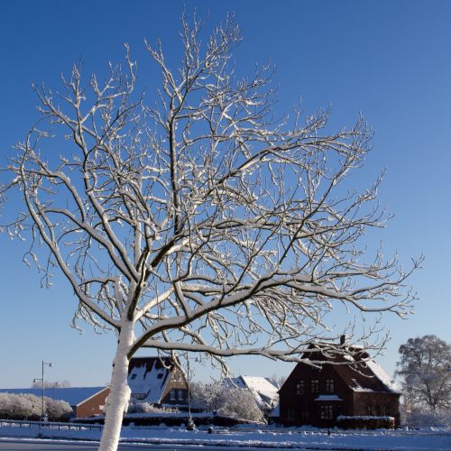 Billede fra Mølledammen en vintermorgen