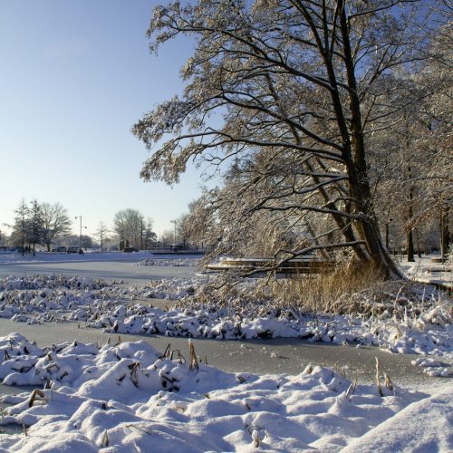 Billede fra Møleedammen - En vintermorgen